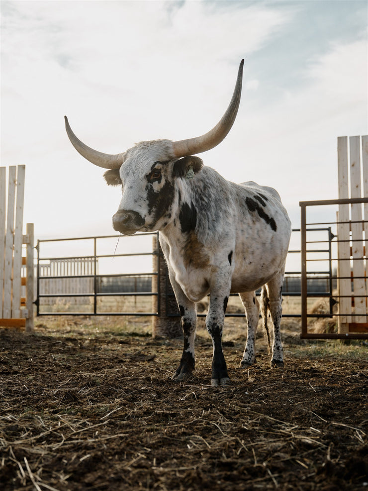 'The Gentleman' ZERO SLIP Barrel Pad